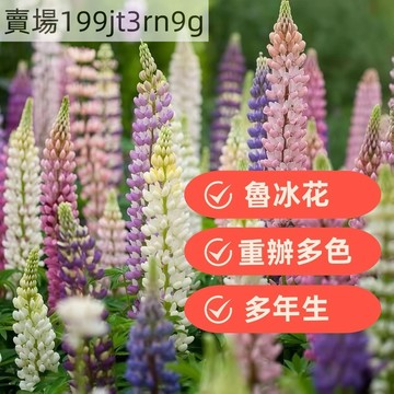 現貨🐸【11款重辦魯冰花種子】（100粒）多年生羽扇豆花四季開花群生花海種子多色混色懶人種植稀有品種室內外花卉種子