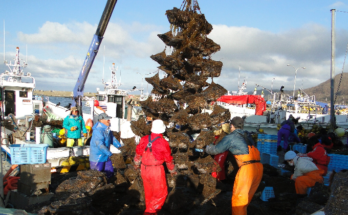 豊浦産 活ホタテ 約7kg 北海道 噴火湾 殻付き帆立 ※ほたてむきヘラ付