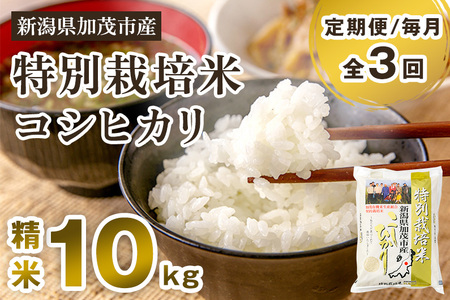 新潟県加茂市産 特別栽培米コシヒカリ 精米10kg（5kg×2）白米 従来品種コシヒカリ 加茂有機米生産組合 定期便 定期購入 定期 コシヒカリ 新潟県産コシヒカリ 米 お米