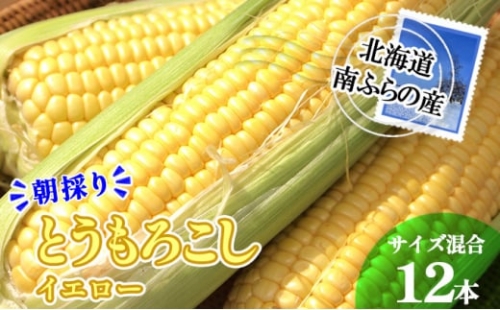 南ふらの産 朝採り とうもろこし (イエロー)12本 北海道 南富良野町 2024年発送 先行予約