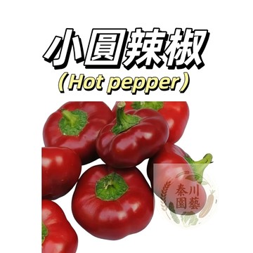 嘉義現貨（泰國南瓜辣椒種子LJ-29）（中辣）進口小圓辣椒~高產耐熱四季播種蔬菜種子Pepper