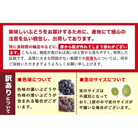 ふるさと納税 岡山県産 訳あり ニューピオーネ シャインマスカット 詰め合わせ 約1.2kg 2房 《9月中旬〜11月中旬頃に順次.. 岡山県矢掛町