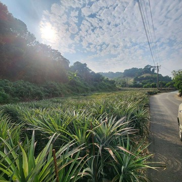 大樹三和段森活果香近市區山坡美農地｜高雄市大樹區三和段