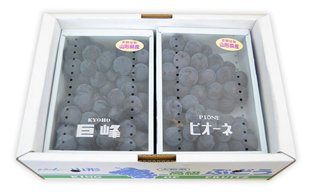 山形のぶどうセット 秀品 約2kg(ピオーネ約1kg2房前後・巨峰約1kg2房前後)[9月中旬～10月中旬お届け] FS23-751