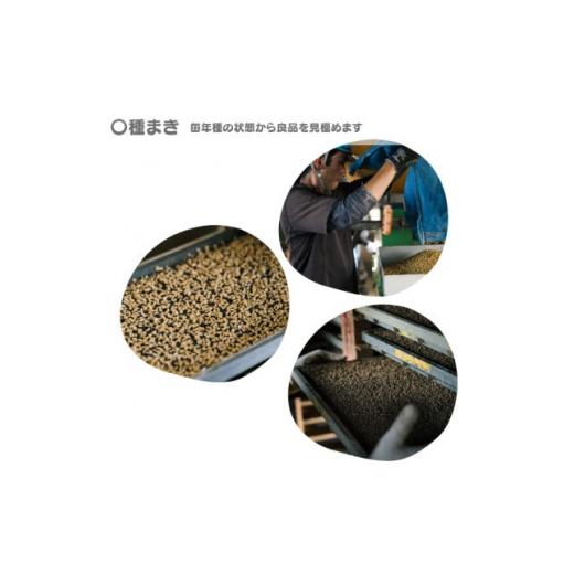 ふるさと納税 愛知県 弥富市 愛知産弥富市産コシヒカリ10kg　2袋