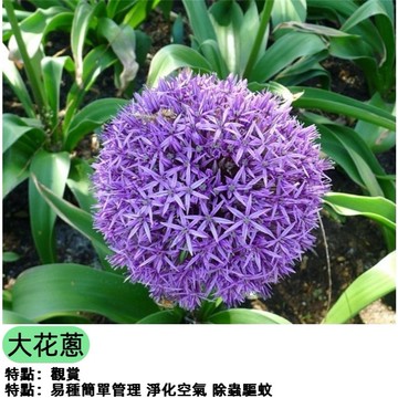 現貨 大花蔥種子（50粒）種子超多款 別名大花蔥 超高發芽率 高達90% 四季易種植 耐寒耐熱  多年生