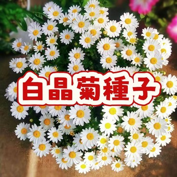 白晶菊種子 小白菊種子 勳章菊 春之舞 易種植 爆盆花卉 四季開花 陽台盆栽 庭園花籽 撒播即可 高發芽率 台灣現貨