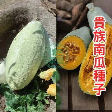 臺灣發貨 【 貴族南瓜種子】 】黃金栗子風味 高甜度豐產品種 易種植 適合家庭陽台盆栽與田地栽培  限時優惠中！