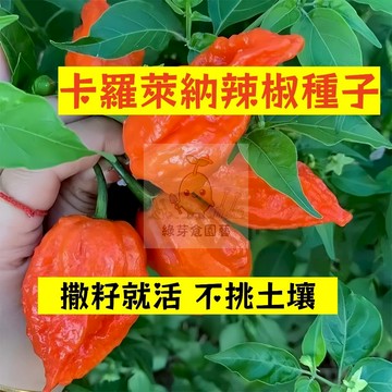 🌱早熟高產 🌶️卡羅萊納辣椒種子LJ-23 早熟 分枝強壯 生長勢快 抗病性強 燈籠椒 泡椒 易種植田栽庭院盆栽蔬菜種子