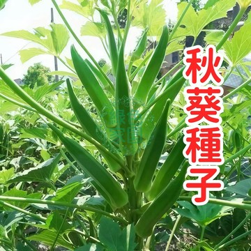 蝦皮熱銷 【秋葵種子】 三個月長成  可生吃本土 優質品種 高發芽率 易種植 適合家庭菜園 陽臺盆栽 四季可種