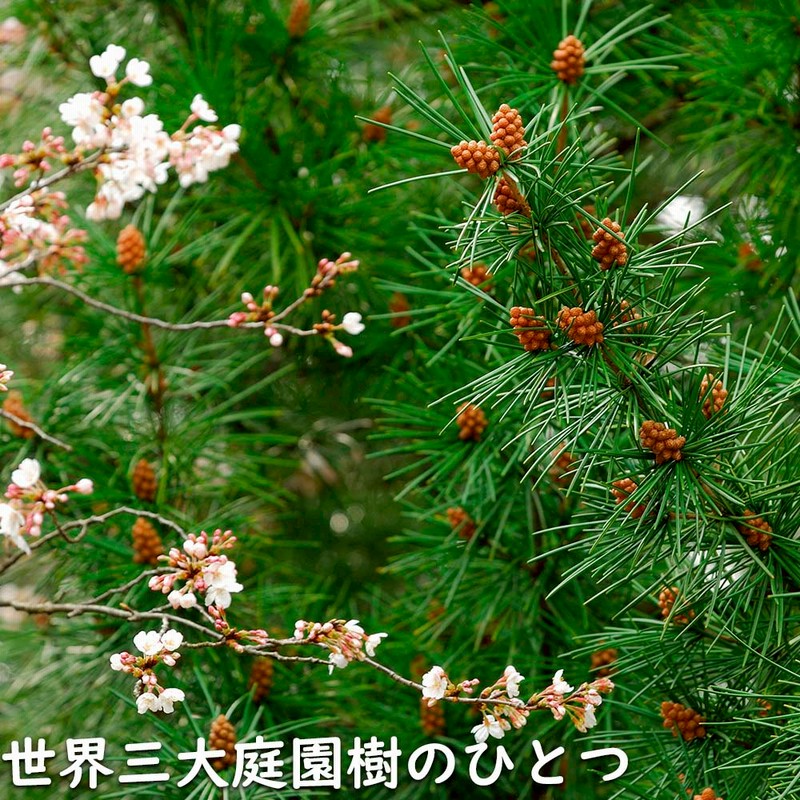 コウヤマキ 0.6m 露地 苗 | LINEブランドカタログ