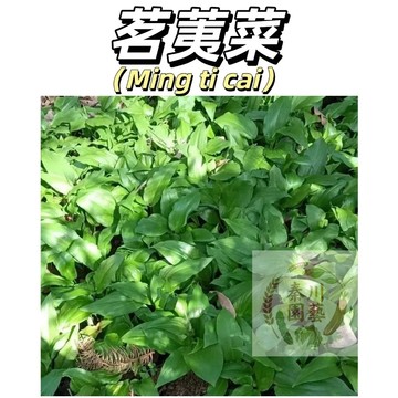 【台灣現貨】茗荑菜種子 天蒜山蔥寒蔥熊蔥蒜苗 野玉簪葉鹿耳韭 可食用綠植耐寒菜 好癢易種 反復採摘葉似韭菜割而復生