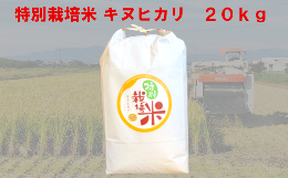 特別栽培米　キヌヒカリ　20kg　