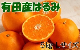 紀州有田産のはるみ約5kg(Lサイズ) ※2024年1月下旬～2024年2月中旬頃より順次発送(お届け日指定不可)