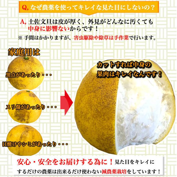 ＼1月中旬発送予約／ 文旦 土佐文旦 糖度12度  高知県産 減農薬 約3kg 贈答用 2L-L パール柑 ブンタン