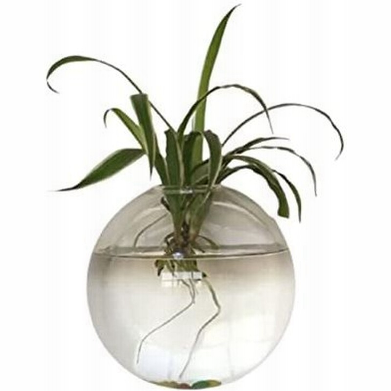 壁掛け 花瓶 ガラス 透明 一輪挿し おしゃれ ミニ 花器 フラワーベース 多肉植物 観葉植物 クリア シンプル 北 通販 Lineポイント最大0 5 Get Lineショッピング