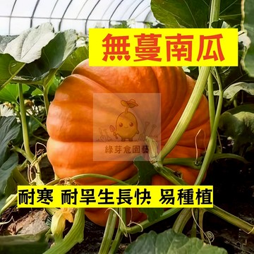 🌱早熟高產（無蔓南瓜種子NG-16）抗旱抗寒生長快 金瓜  易生長  高產 抗病抗旱易種植 高產爬藤蔬菜種子#果菜類