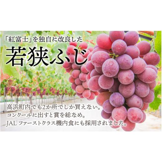 ふるさと納税 福井県 高浜町 受賞歴多数！飲むぶどう 若狭ふじ 約80g×8個 ≪2024年8月中旬より順次発送≫  送料無料[A-009002…