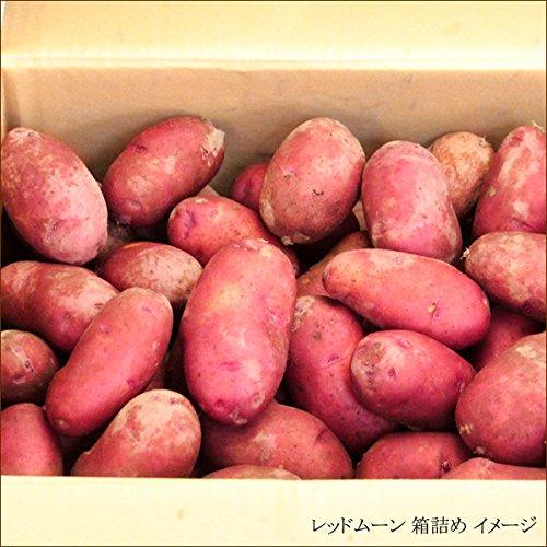 北海道産 じゃがいも レッドムーン ご家庭用 10kg サイズお任せ(指定不可) 新じゃが 越冬 ジャガイモ 馬鈴薯 野菜 北海道 お取り寄せ