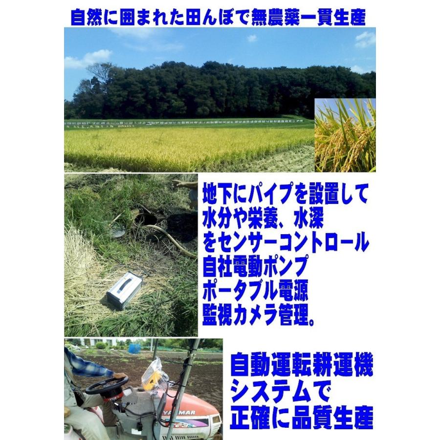 新米 令和5年度産 彩のきずな ピロール農法米 10kg 5kgx2袋 特A米 ビロール米 アルカリ米 直販販売とりたて特別精米虹ブランド 有機無農薬 自田んぼ人気おすすめ