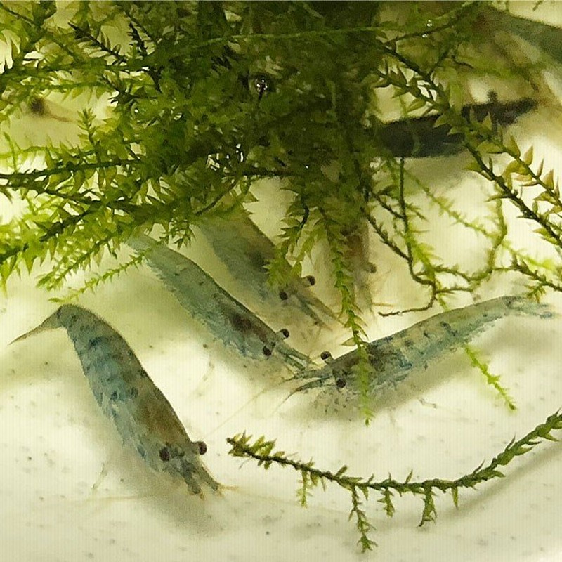 エサ ミナミヌマエビ 50匹 水槽内でも殖える 水槽内のコケにも効果的 数量限定 エビ 飼育用 餌用にも 通販 Lineポイント最大get Lineショッピング