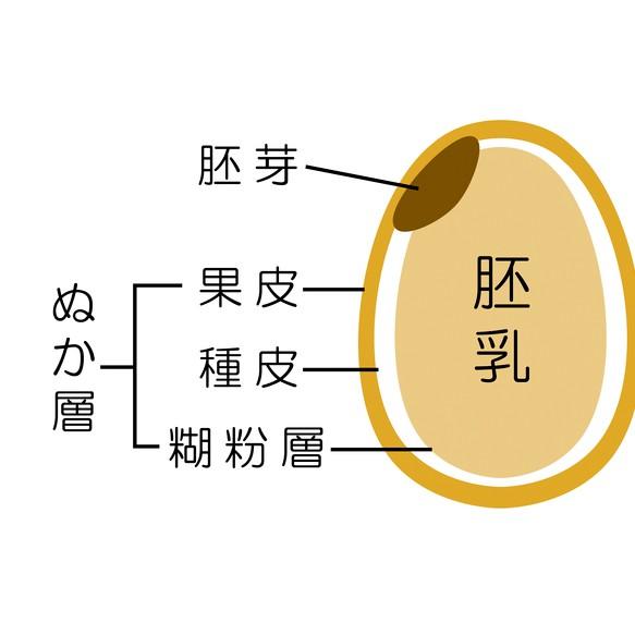 新米 お米 2kg 胚芽米 米 令和5年産 千葉県産 コシヒカリ 内のし対応 贈り物 贈り物