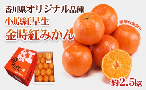 香川県オリジナル品種 小原紅早生みかん（金時紅）約2.5kg 化粧箱入