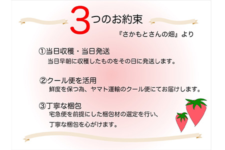 『予約受付』唐津産 いちごさん 250g×8パック(合計2kg) 濃厚いちご 苺 イチゴ 果物 フルーツ