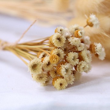 Bluecat 天然乾燥快樂花乾燥花拍攝道具拍照背景花材 Yahoo奇摩超級商城 Line購物