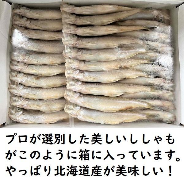 北海道産ししゃもメス30尾　シシャモ　ギフト　柳葉魚