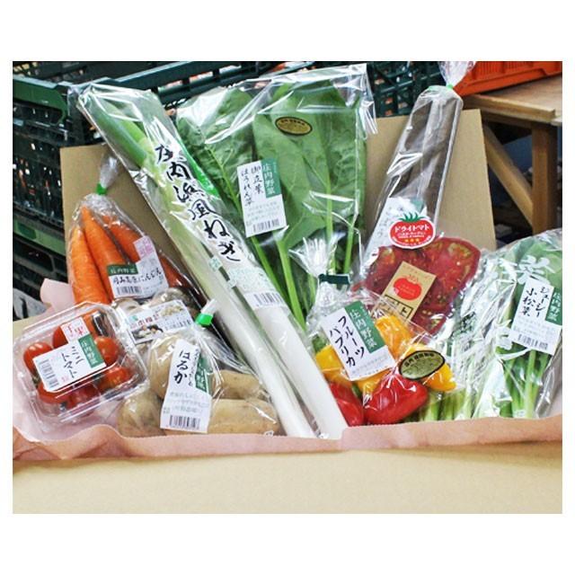 庄内 野菜セット 10品 送料無料 おまかせ　山形県庄内産 野菜詰め合わせ 新鮮 地物野菜