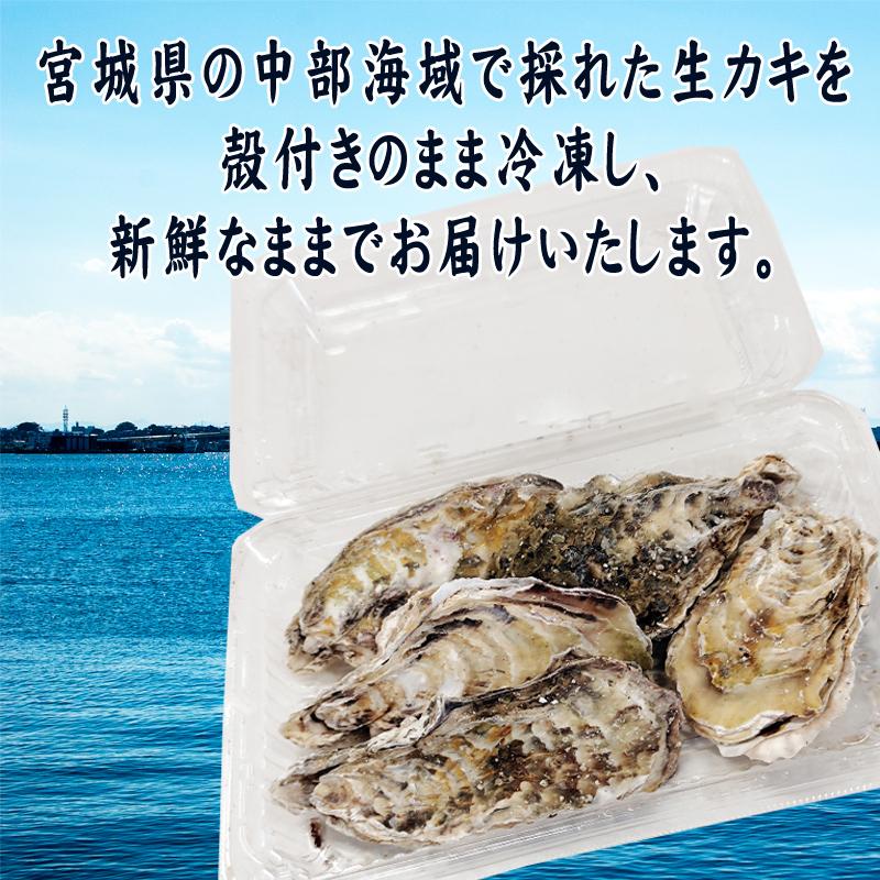 牡蠣 瞬間冷凍 レンジでチン 国産 宮城県産 3kg 50〜70個入り  (300g×10パック) 冷凍 お取り寄せ 送料無料 殻付 [加熱用生牡蠣10袋 宮城県産] ship-sd