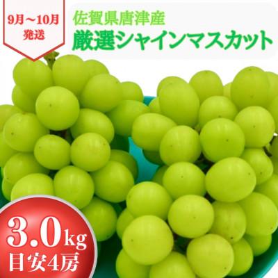 ふるさと納税 唐津市 シャインマスカット 3kg 佐賀県唐津産〈先行受付〉2024年9月中旬より順次発送