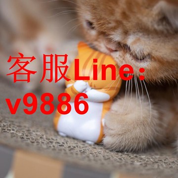 【應有盡有咨詢客服】可開發票空想造物&不二馬大叔  苦惱小貓盲盒 萌物手辦 桌面擺件車載公仔