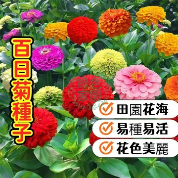 【爆花百日草】種子 四季開花 花色豐富 超好種 新手必備 陽台花圃 花海設計 蜜源植物 切花材料 耐熱易活