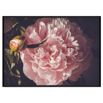 BOLUO GALLERY 菠蘿選畫所 掛畫 嬌艷牡丹 BFFB4646B  59.4 x 42cm  黑色