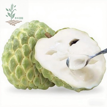 青禾園藝（釋迦種子）四季種植 釋迦果 番荔枝 種子全網最齊全釋迦果樹苗 台灣番荔枝 佛頭果 水果樹種子 水果種籽