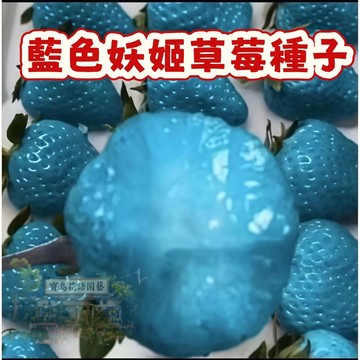 🍓草莓種子 【藍色妖姬草莓種子】今年新籽 發芽率高 四季種植當年結果  營養豐富 多汁可口 懶人易種植