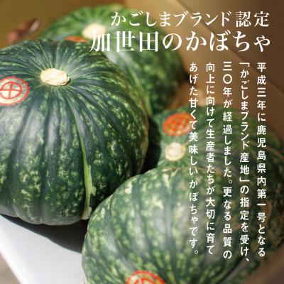 ふるさと納税 南さつま市 ◆12月上旬出荷開始◆加世田のかぼちゃ 4個