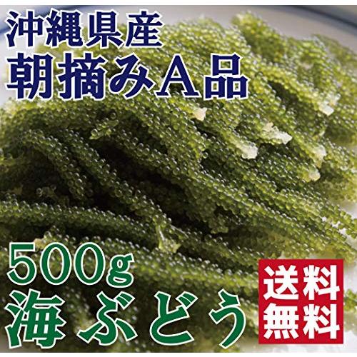 沖縄の海で育ったプチプチ海ぶどう 500g