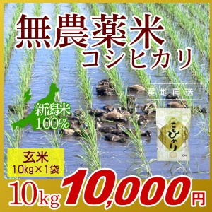 お米 10kg 玄米 農薬不使用米 希少米コシヒカリ 令和5年産 新米   米 新潟米 ブランド米 アイガモ農法 新潟 新潟県産 国内産 人気 おいし