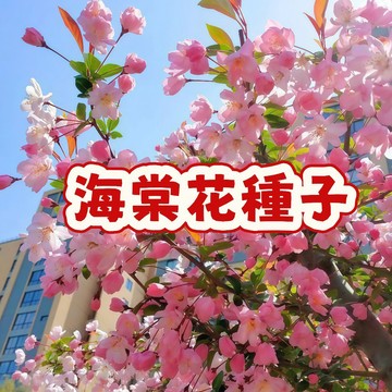 次日達-(海棠花種子 ) 當季新籽 發芽率高  花開爆盆花期長  陽臺盆栽麗格海棠花卉種子 陽台庭院盆栽 #超優惠
