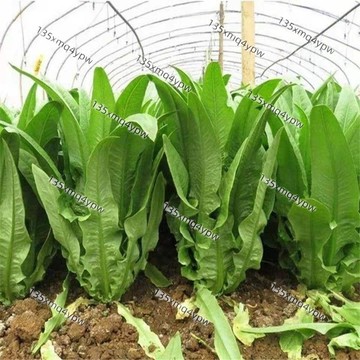 台灣 現貨 甜脆油麥菜種子（500粒）四季種植 多茬采收 紅油麥菜種子 甜油麥 香麥菜 耐熱耐寒高產陽臺大田農家種植