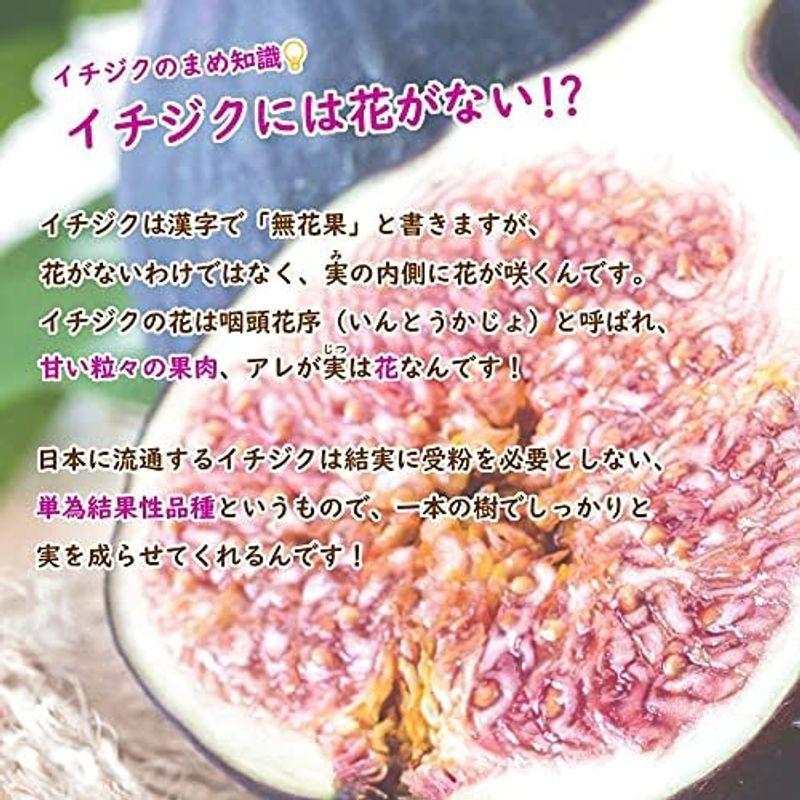 とにかく根ががっちり イチジク 無花果 苗 苗木 6号鉢 挿木2年生苗 ホワイトイスキア いちじく 果樹苗 シンボルツリー 記念樹