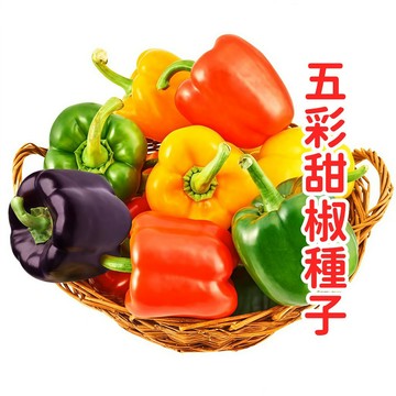 現貨現發 💥💥超低價 【五彩甜椒種子】燈籠椒/彩椒 家庭必種 陽台盆栽可 生吃清脆香甜 高產量 超高發芽率 蔬菜種子