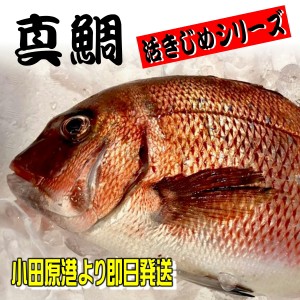 真鯛 活き締め 約1.5kg 刺身用・生食用  鮮度重視、旨味が違います 【冷蔵便