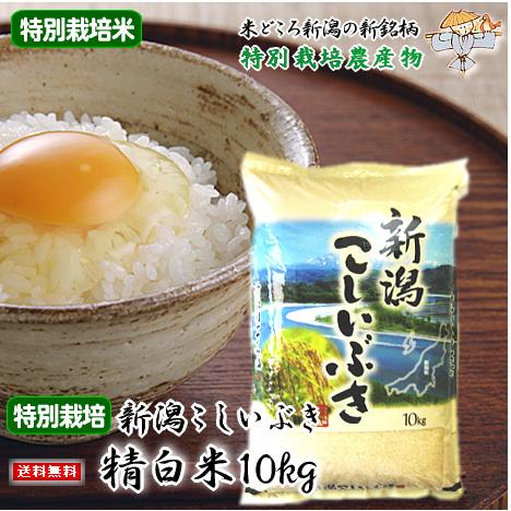 新潟県産 こしいぶき 特別栽培米 （ 令和5年産 ） 10kg  