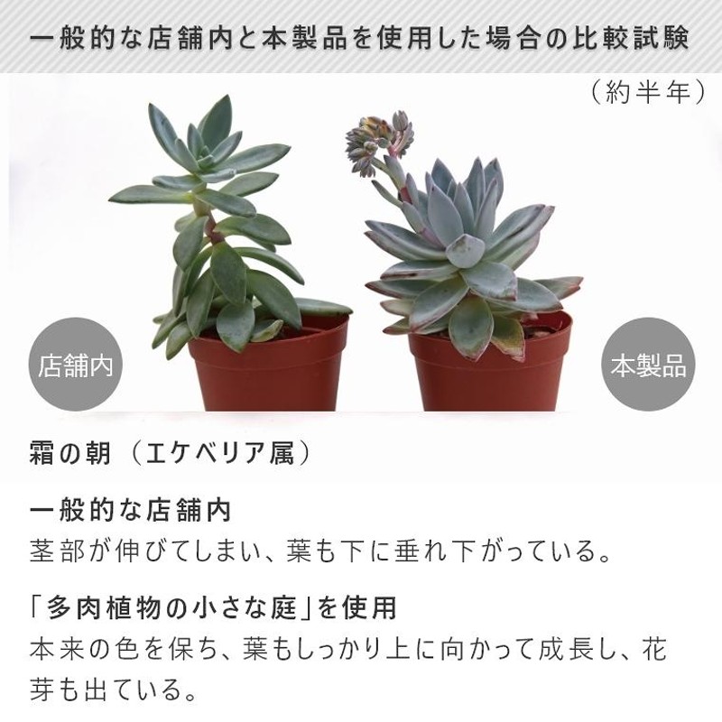 □キナル別注□ 半額以下❣️FTOYIN 多肉植物 多肉植物 ナイト