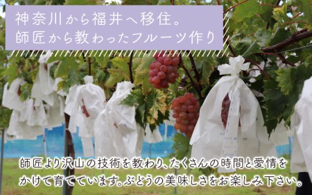 ＜全3回定期便＞特選 ぶどうセットL（8月・9月・10月）1.7kg以上（各月3～4房）／ 葡萄 ナガノパープル シャインマスカット ゴールデン シャイン 品種 おまかせ あわら 農家おすすめ ※2024年8月より順次発送