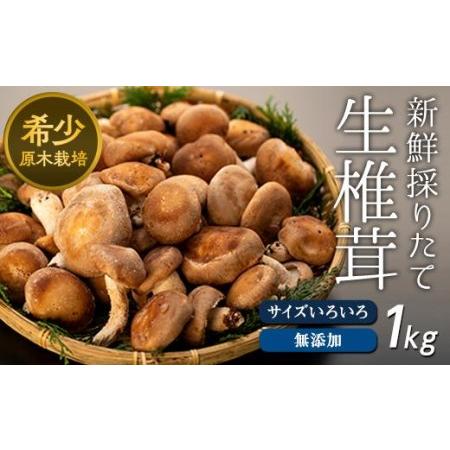 ふるさと納税 希少・原木栽培！屋久島産・新鮮採りたて生椎茸　1kg（200g×5袋） 鹿児島県屋久島町